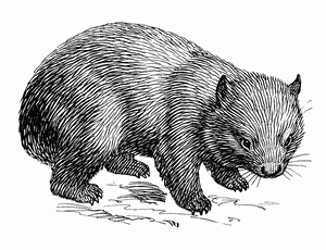 Sleep Wombatt Logo